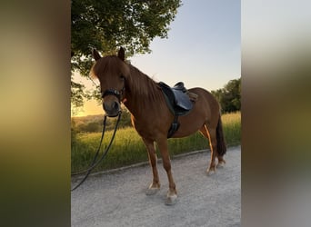 Islandpferd, Stute, 8 Jahre, 146 cm, Fuchs