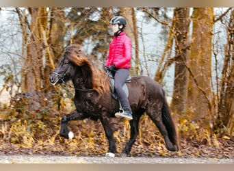 Islandpferd, Stute, 8 Jahre, 146 cm, Rappe