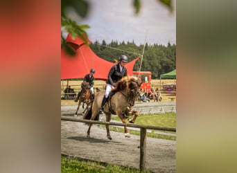 Islandpferd, Stute, 8 Jahre, 150 cm, Falbe