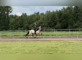 Islandpferd, Stute, 8 Jahre, 150 cm, Falbe