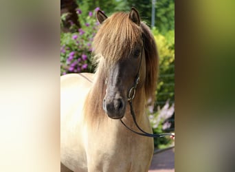 Islandpferd, Stute, 8 Jahre, 150 cm, Falbe