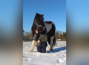 Islandpferd, Stute, 8 Jahre