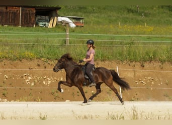 Islandpferd, Stute, 8 Jahre, Rappe