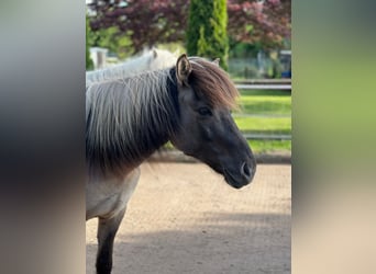 Islandpferd, Stute, 9 Jahre, 133 cm, Falbe