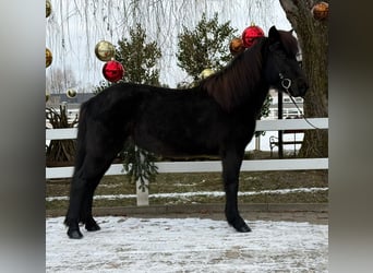 Islandpferd, Stute, 9 Jahre, 133 cm, Rappe