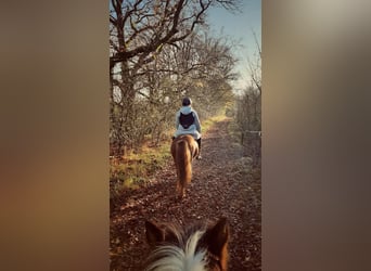 Islandpferd, Stute, 9 Jahre, 135 cm, Fuchs