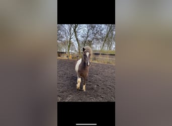 Islandpferd, Stute, 9 Jahre, 135 cm, Schecke