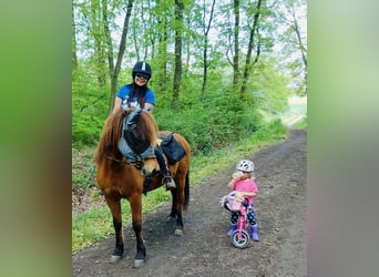 Islandpferd, Stute, 9 Jahre, 136 cm, Brauner