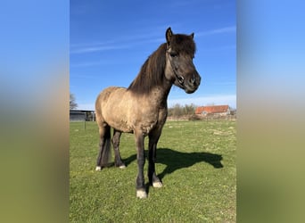Islandpferd, Stute, 9 Jahre, 137 cm, Falbe