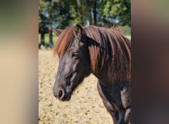 Islandpferd, Stute, 9 Jahre, 137 cm, Rappe