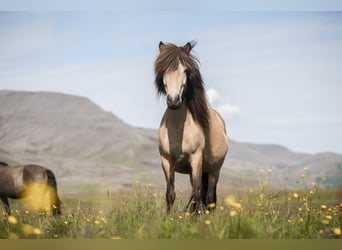 Islandpferd, Stute, 9 Jahre, 138 cm, Buckskin