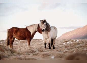 Islandpferd, Stute, 9 Jahre, 138 cm, Buckskin