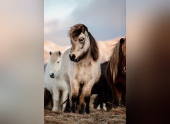 Islandpferd, Stute, 9 Jahre, 138 cm, Buckskin