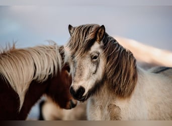 Islandpferd, Stute, 9 Jahre, 138 cm, Buckskin