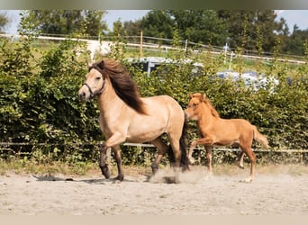 Islandpferd, Stute, 9 Jahre, 138 cm, Buckskin