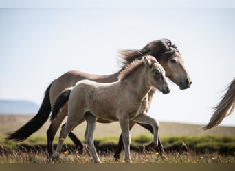 Islandpferd, Stute, 9 Jahre, 138 cm, Buckskin