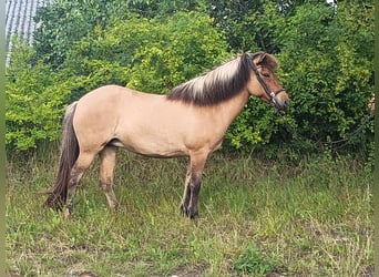 Islandpferd, Stute, 9 Jahre, 139 cm, Falbe