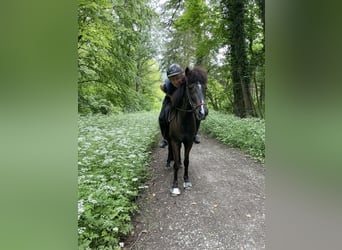 Islandpferd, Stute, 9 Jahre, 139 cm, Rappe