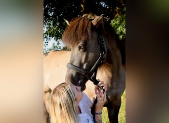 Islandpferd, Stute, 9 Jahre, 140 cm, Falbe