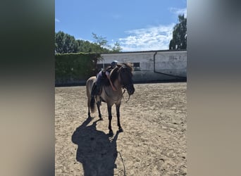 Islandpferd, Stute, 9 Jahre, 140 cm, Falbe