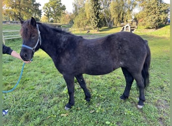 Islandpferd, Stute, 9 Jahre, 140 cm, Rappschimmel