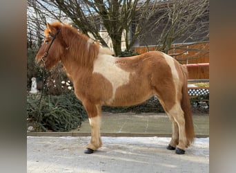 Islandpferd, Stute, 9 Jahre, 140 cm, Schecke