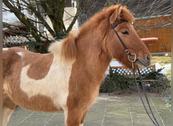 Islandpferd, Stute, 9 Jahre, 140 cm, Schecke