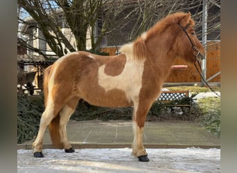 Islandpferd, Stute, 9 Jahre, 140 cm, Schecke