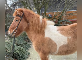 Islandpferd, Stute, 9 Jahre, 140 cm, Schecke