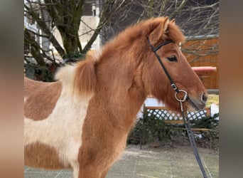 Islandpferd, Stute, 9 Jahre, 140 cm, Schecke