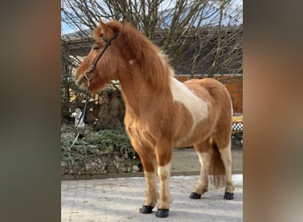 Islandpferd, Stute, 9 Jahre, 140 cm, Schecke