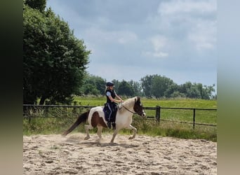 Islandpferd, Stute, 9 Jahre, 140 cm, Schecke