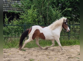 Islandpferd, Stute, 9 Jahre, 140 cm, Schecke