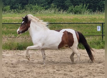 Islandpferd, Stute, 9 Jahre, 140 cm, Schecke