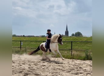 Islandpferd, Stute, 9 Jahre, 140 cm, Schecke