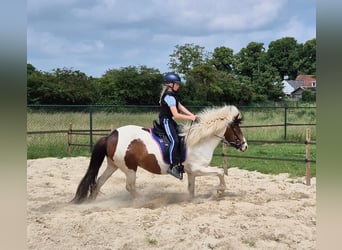 Islandpferd, Stute, 9 Jahre, 140 cm, Schecke