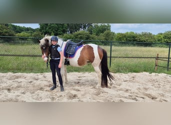 Islandpferd, Stute, 9 Jahre, 140 cm, Schecke