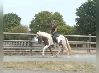 Islandpferd, Stute, 9 Jahre, 140 cm, Schecke