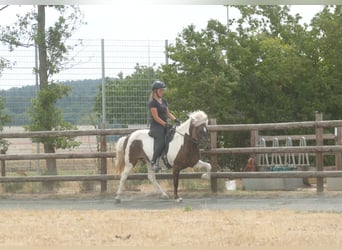 Islandpferd, Stute, 9 Jahre, 140 cm, Schecke