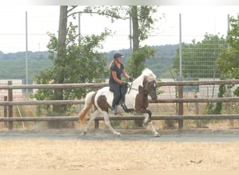 Islandpferd, Stute, 9 Jahre, 140 cm, Schecke