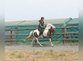 Islandpferd, Stute, 9 Jahre, 140 cm, Schecke