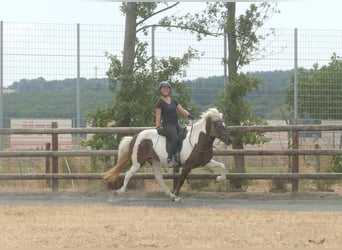 Islandpferd, Stute, 9 Jahre, 140 cm, Schecke