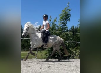 Islandpferd, Stute, 9 Jahre, 140 cm, Schimmel