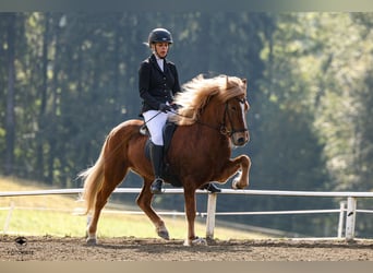 Islandpferd, Stute, 9 Jahre, 141 cm, Fuchs