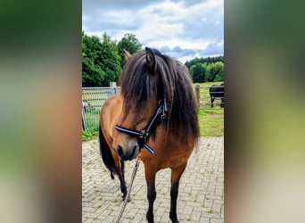 Islandpferd, Stute, 9 Jahre, 142 cm, Brauner Islandpferd, Stute, 9 Jahre, 142 cm, Brauner