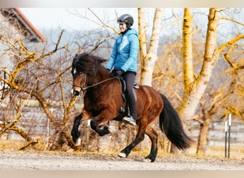 Islandpferd, Stute, 9 Jahre, 142 cm, Brauner