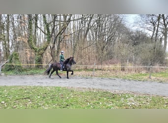 Islandpferd, Stute, 9 Jahre, 142 cm, Rappe