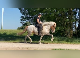 Islandpferd, Stute, 9 Jahre, 142 cm, Schecke