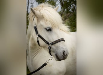 Islandpferd, Stute, 9 Jahre, 142 cm, Schimmel