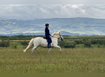 Islandpferd, Stute, 9 Jahre, 142 cm, Schimmel